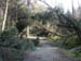 Forest path to Conic Hill