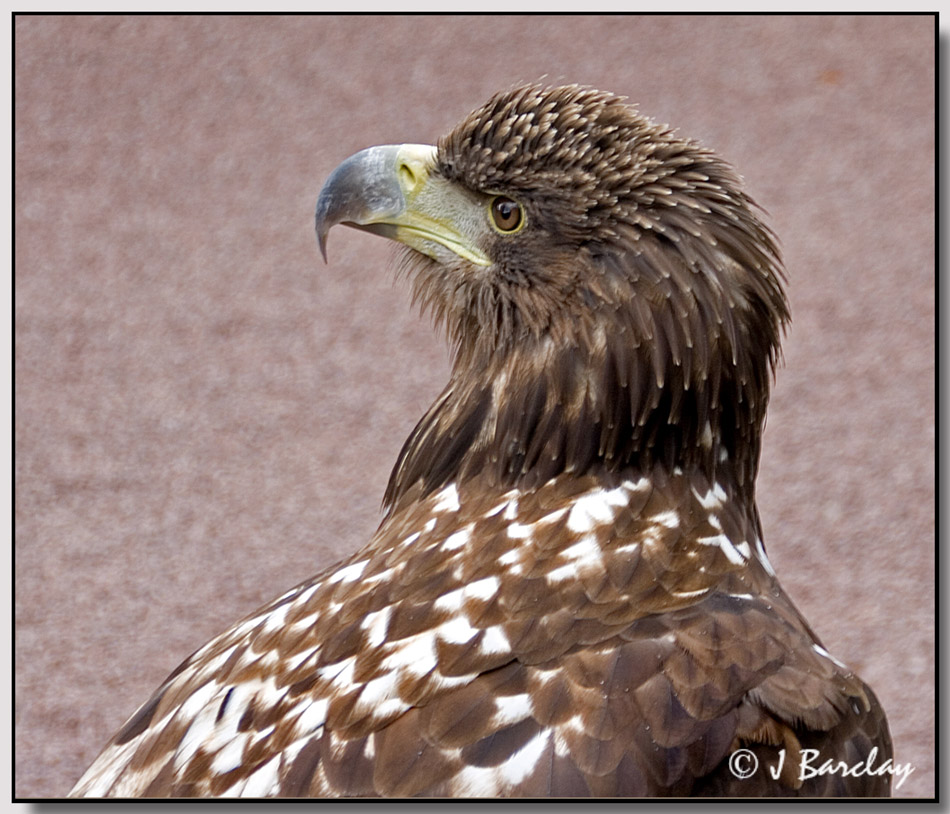 White Tailed Sea Eagle