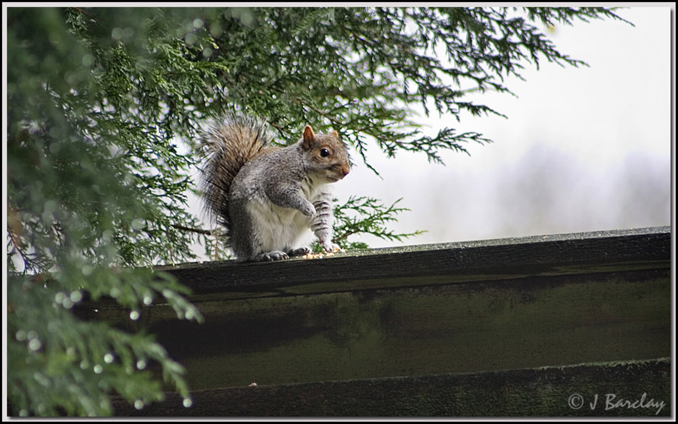 Grey Squirrel