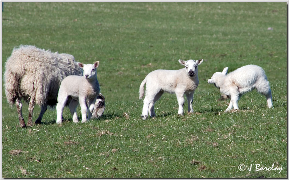 Lambs