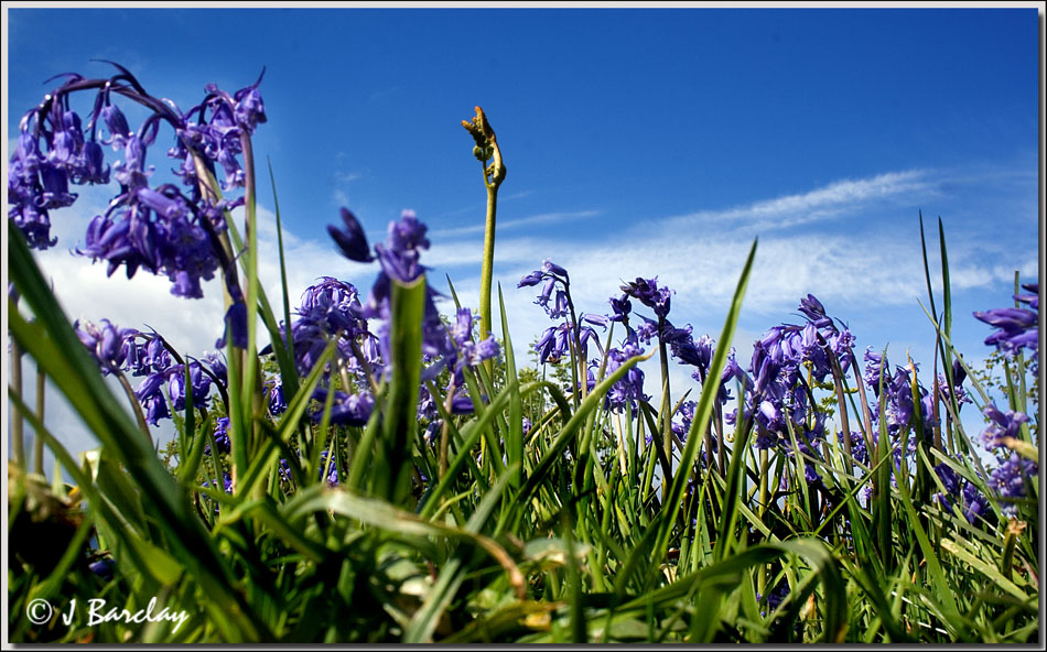 Stranger Among the Bluebells Knapps Kilmacolm