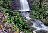 Falls at Bridge of Weir