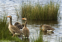 Knapps Loch Kilmacolm