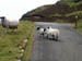 Sheep view